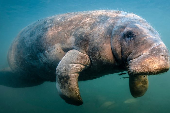 Manatee Flyby This curious manatee really wanted to check out me and my camera. I was snorkeling near Crystal River Florida. He was a big old boy and as friendly as they come.