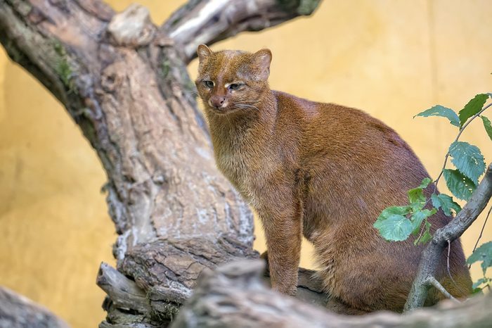 Jaguarundi on the wood 
