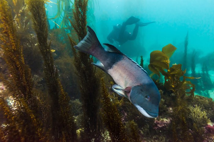 Sheepshead fish in kelp with Diver in background