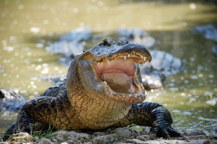 American Alligator