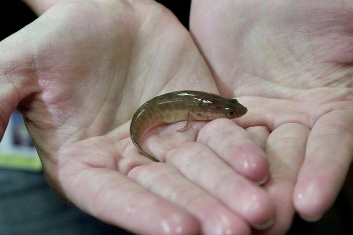 SNAKEHEAD An official from the Maryland state Department of Natural Resources holds a juvenile northern snakehead, a non-native predatory fish that can move on land using its fins, at DNR headquarters in Annapolis . The fish was caught earlier in the day at a pond in Crofton, Md. An investigation by the Maryland Natural Resources Police has found that an unnamed individual who let go two of the fish into the pond sometime in 2000 introduced the fish into the ecosystem