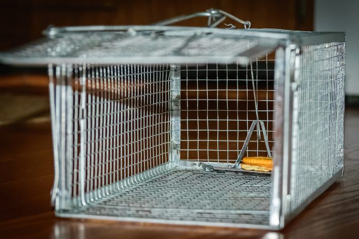Mouse trap-Humane catch and release-urban photography