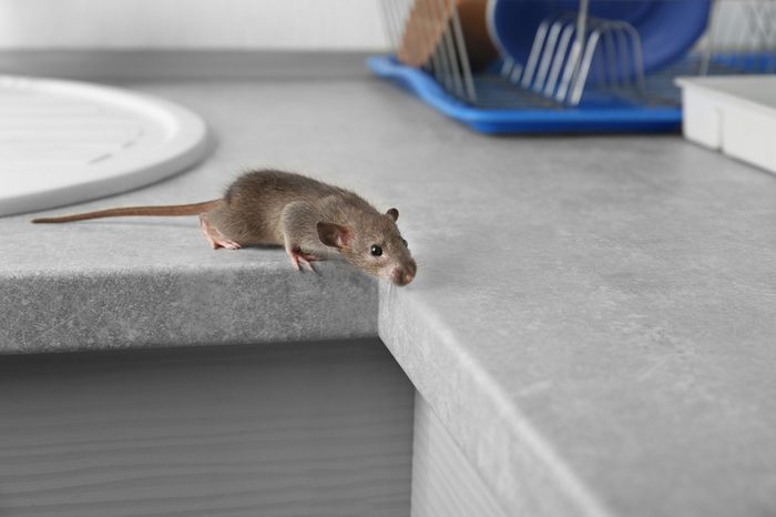 Cute little rat on table near sink