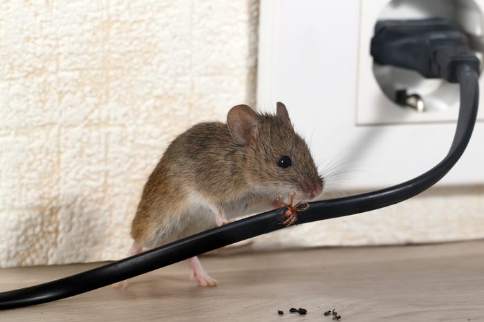 Closeup mouse gnaws wire in an apartment house on the background of the wall and electrical outlet . Fight with mice in the apartment. Extermination. Small DOF focus put only to wire.