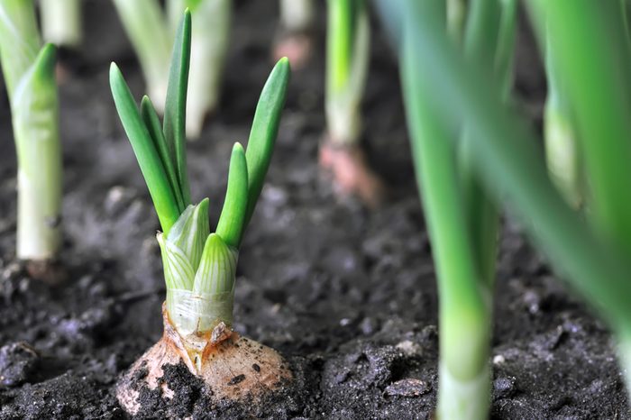 close-up of growing onion plantation in the vegetable garden