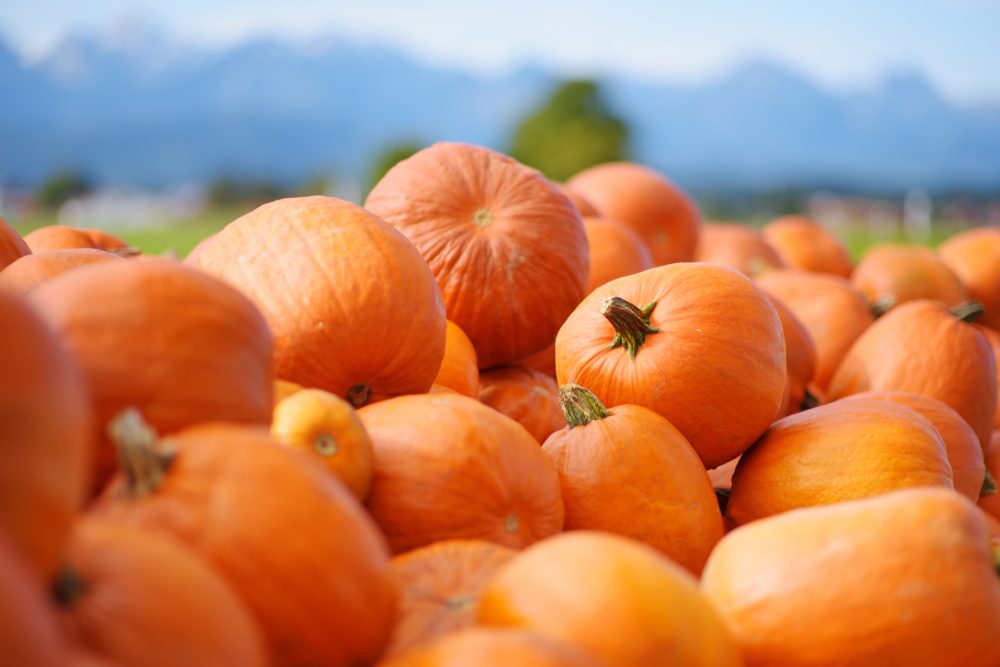 Decorative orange pumpkins on display at the farmers market in Germany. Orange ornamental pumpkins in sunlight. Harvesting and Thanksgiving concept.