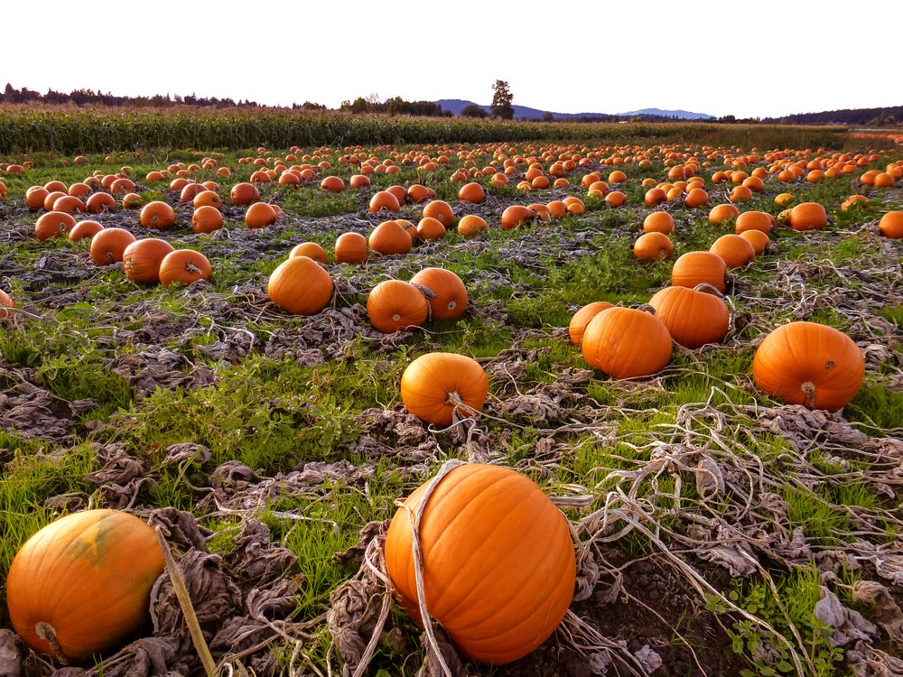 Fresh and well grown Pumpkin Patch in Victoria 3.