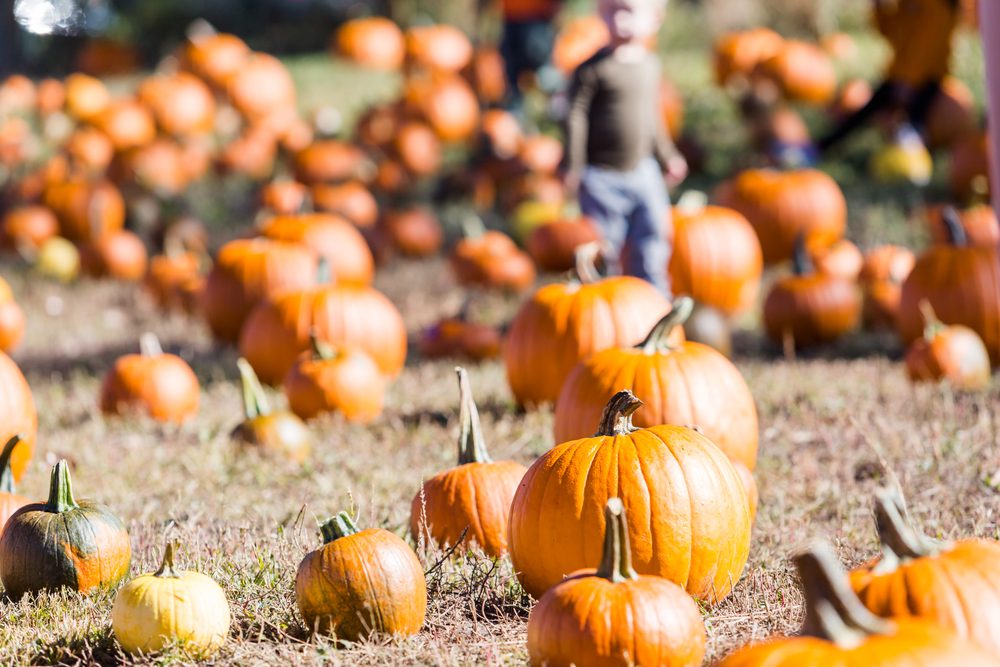 Selecting pumpkin from pumpkin patch in early Autumn.