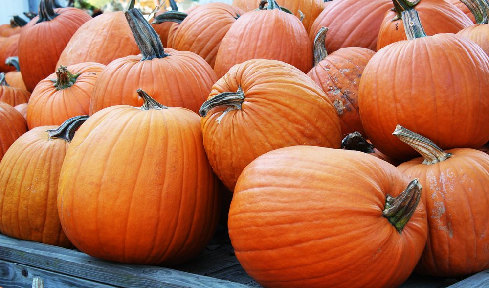 Wagon of Autumn Carving Pumpkins for Sale at Pumpkin Patch