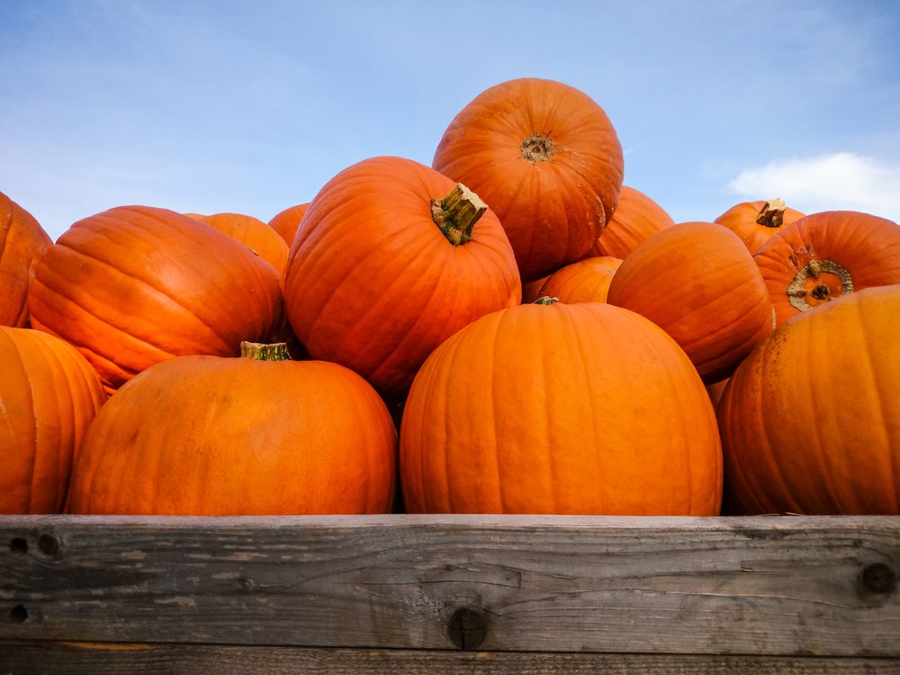 Giant pumpkins on blue sky, horizontal