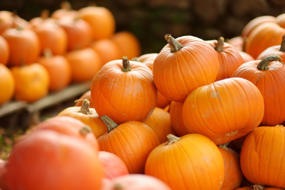 Decorative orange pumpkins on display at the farmers market in Germany. Orange ornamental pumpkins in sunlight. Harvesting and Thanksgiving concept.