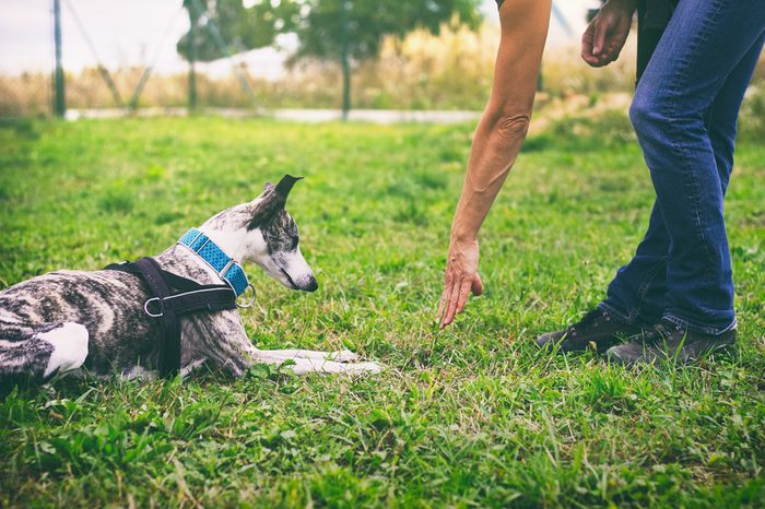 Woman is training her dog to lie down. Whippet dog learns the command to lie down. Cute pet greyhound.