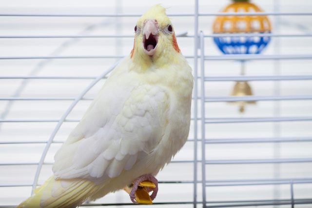 A white cockatiel perches on a swing, beak open, inside a cage with a colorful toy hanging in the background.