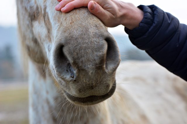 Horse's muzzle being gently petted by a hand in a sleeve, outdoors with a blurred background.