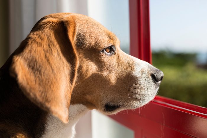 Beagle breed dog in a window