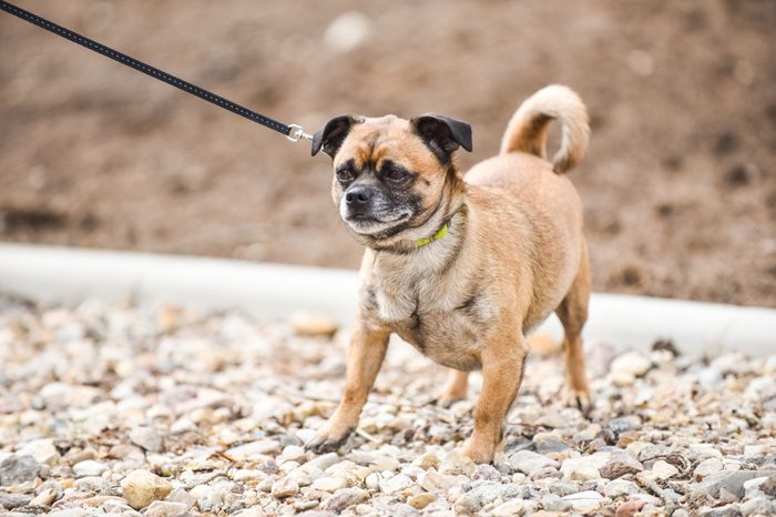 Medium-sized dog on a leash