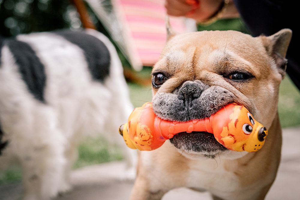french bulldog playing with a chew toy outdoors