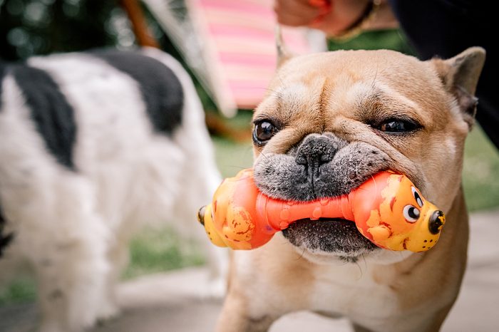 Pug playing in the grass with a chew toy
