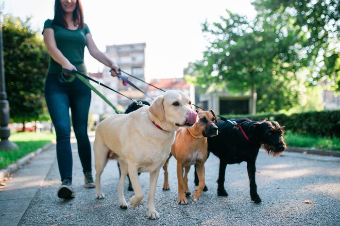Dog walker enjoying with dogs while walking outdoors.