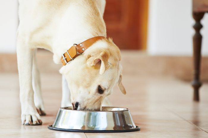 Hungry labrador retriever is feeding at home.