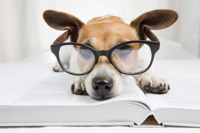 A dog wears large glasses, resting its head on an open book in a bright room.