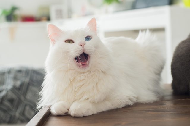 Fluffy white cat yawns on a wooden surface in a softly lit room, displaying different-colored eyes.