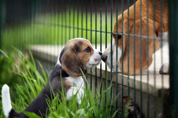 Little Puppy met with a big dog