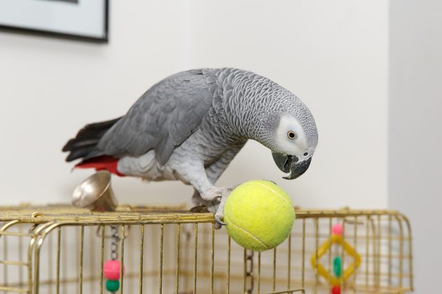 Parrot perches and interacts with a yellow tennis ball on a wire cage, surrounded by colorful toys in a room.