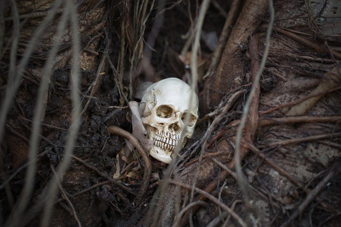 skull is between tree root