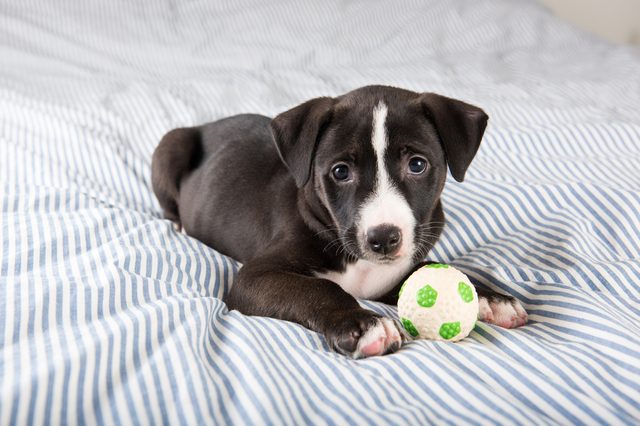 Puppy lying down, playing with a small green and white ball, on a striped bedspread.