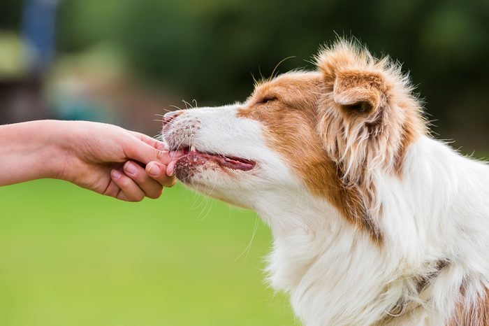 girl gives an Australian Shepherd dog a treat