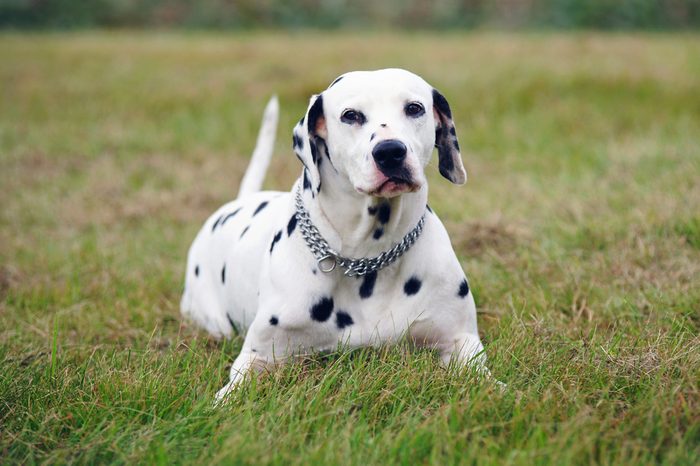 Dalmatian dog lying outdoors on a green grass in a field