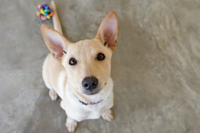 A tan dog sits looking up on a concrete floor, with a colorful toy ball nearby.