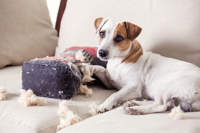 Pampering dog. Naughty puppy. mischief