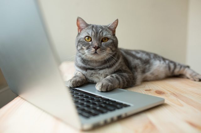 Cat rests on open laptop, lying on a wooden table in a softly lit room.
