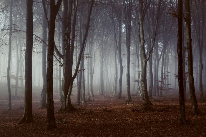 Spooky light in foggy forest