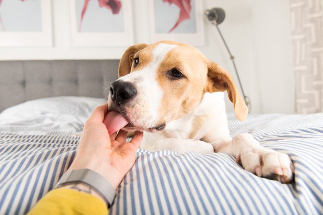 Dog licks person's hand, lying on a bed with striped sheets in a modern, well-lit bedroom.