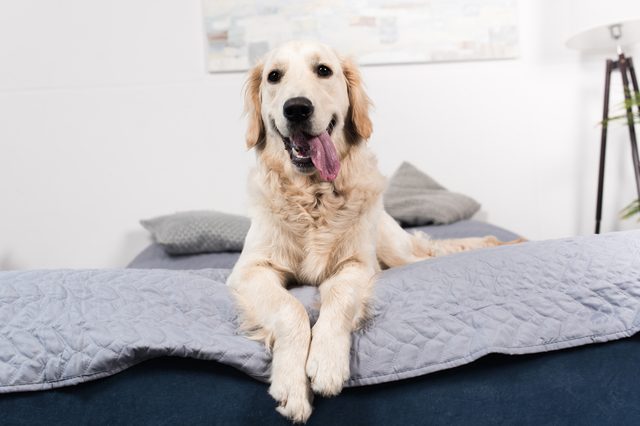 Dog lounging on a bed with a tongue out, surrounded by pillows in a cozy, well-lit room.