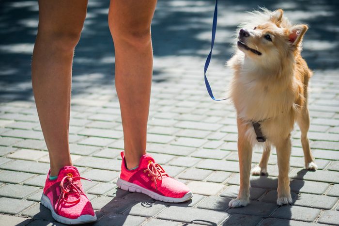 Big pomeranian spitz dog next to a girl in the street.