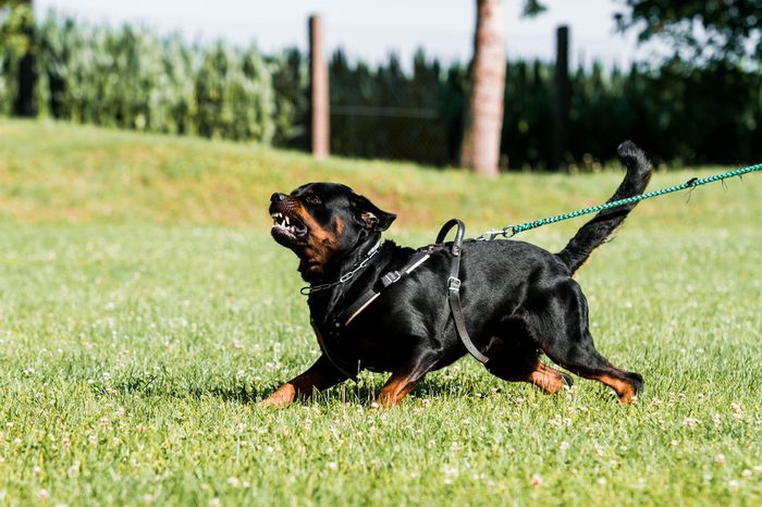 Agressive rotweiler