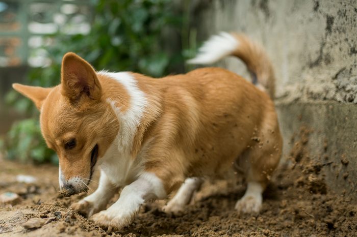 corgi