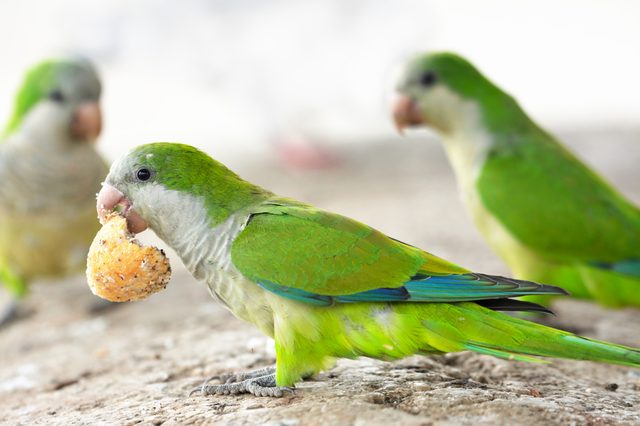 A green parrot holds a piece of food in its beak while standing on a rocky surface, surrounded by two other parrots.