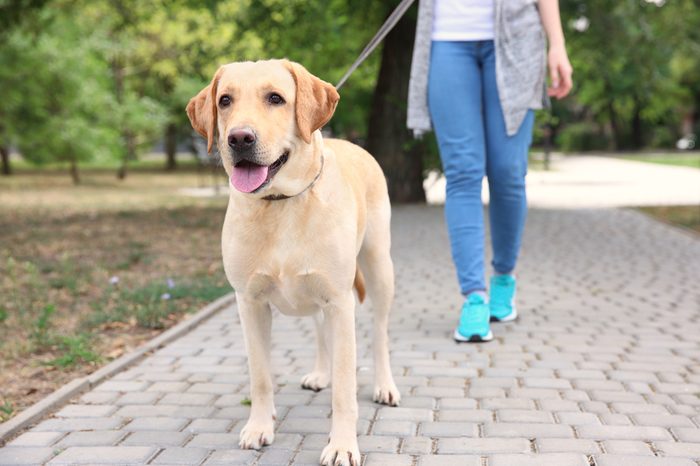 Woman walking Labrador Retriever on lead in park