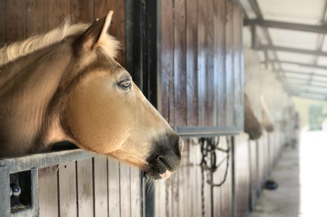 Horse stands idle, gazing from its stall within a sunlit stable corridor.