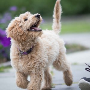 Fluffy puppy walks energetically beside a person's leg on a pathway, with purple flowers and greenery in the background.