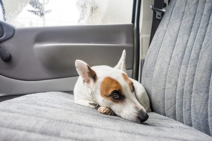 Scarred dog at backseat