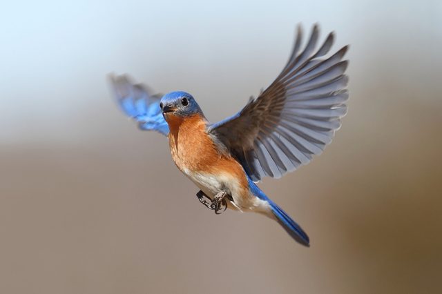 Bluebird soars gracefully, wings spread wide against a blurred, neutral sky background.