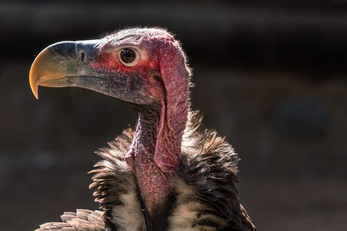 A Lappet-faced Vulture in close of face.