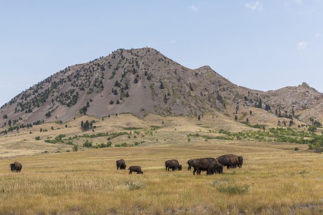 Bison graze calmly in a wide open grassland, with a rugged, tree-dotted mountain in the background under a clear blue sky.