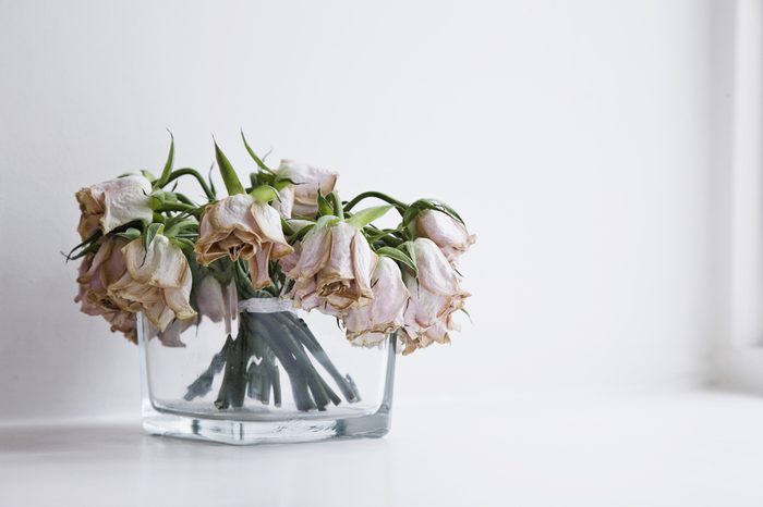 Glass vase of neglected dying roses on the window ledge of a modern home.